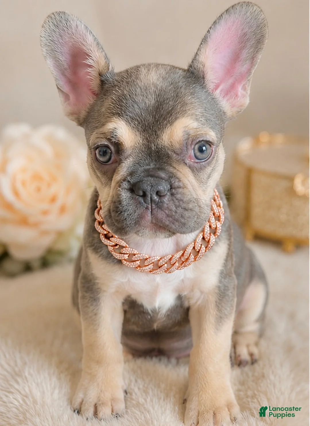 French Bulldog dogs for sale: ASHANTI - CHAMELEON BEAUTY IN CALI, USA DELIVERY & FINANCING! - Ad 1