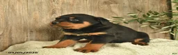 Rottweiler dogs for sale: Lulu  - Ad 4
