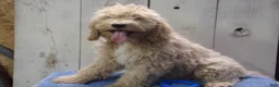 Cockapoo dogs for sale: Brady - Ad 3