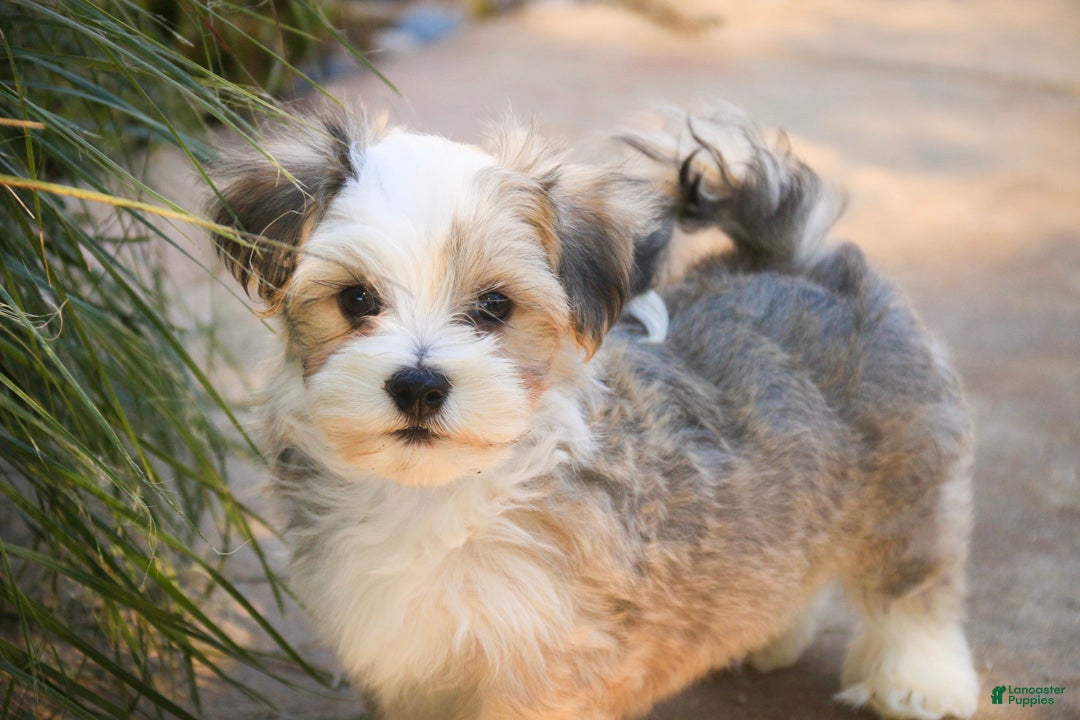 Havanese dogs Webster Havanese  - Ad 2