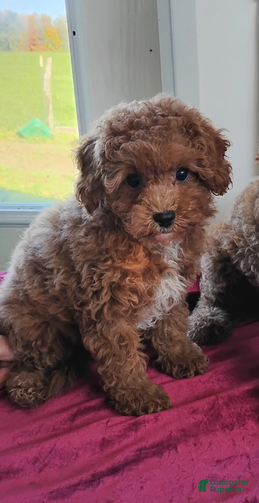 Cavapoo dogs for sale: Kenderick - Ad 1