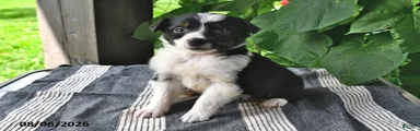 Ella