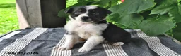 Mixed Breed dogs for sale: Ella - Ad 1
