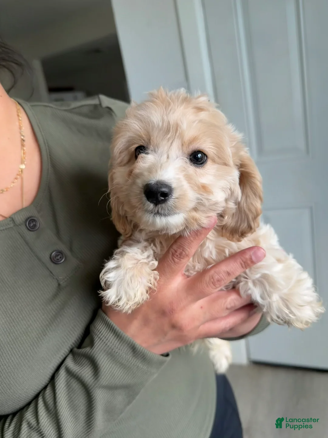 Cavapoo dogs for sale: Gizmo - Ad 2