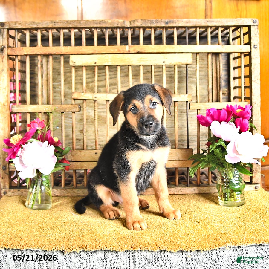 Golden Shepherd dogs Rascal - Ad 1