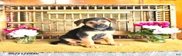 Golden Shepherd dogs for sale: Rascal - Ad 10