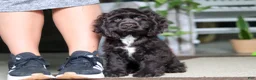 Cocker Spaniel dogs for sale: Jace - Ad 5
