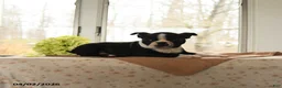 Boston Terrier dogs for sale: Hannah - Ad 3