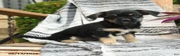Mixed Breed dogs for sale: Explorer - Ad 5