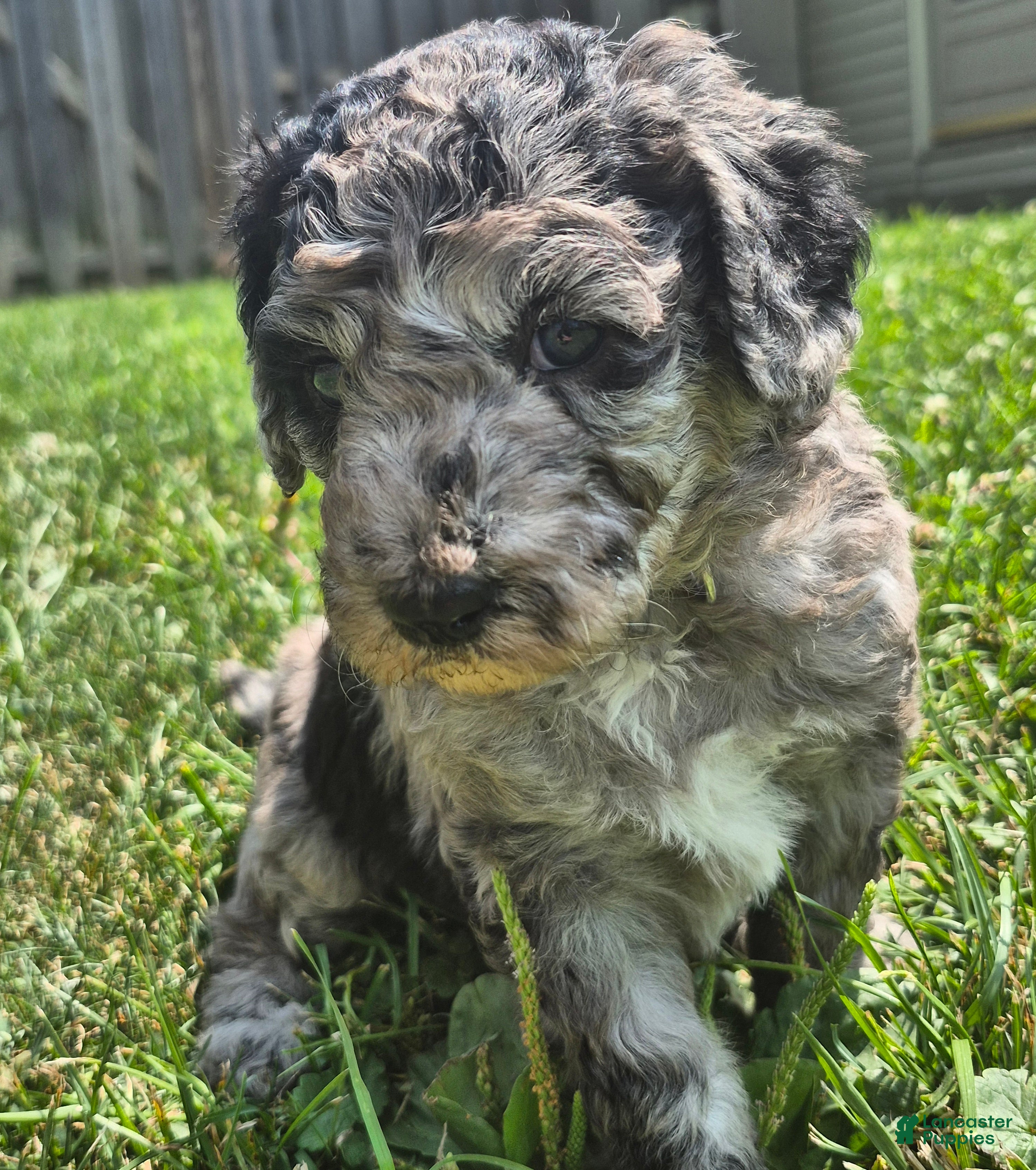 Mini Sheepadoodle dogs Grace - Ad 1