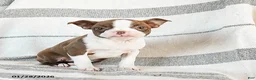Boston Terrier dogs for sale: Luna  - Ad 3