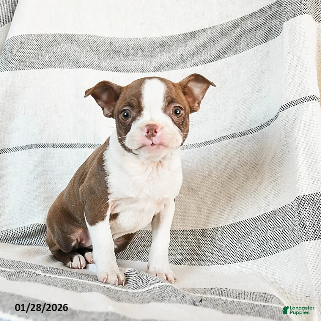 Boston Terrier dogs for sale: Luna  - Ad 3