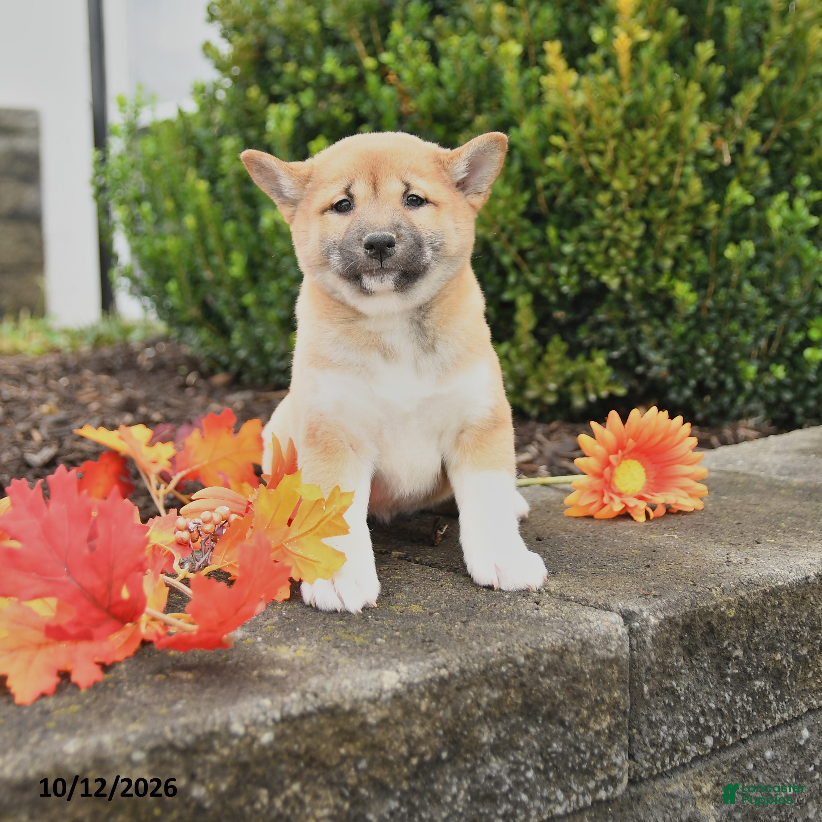 Shiba Inu dogs for sale: Candy - Ad 1