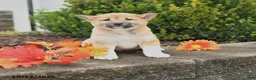 Shiba Inu dogs for sale: Candy - Ad 1