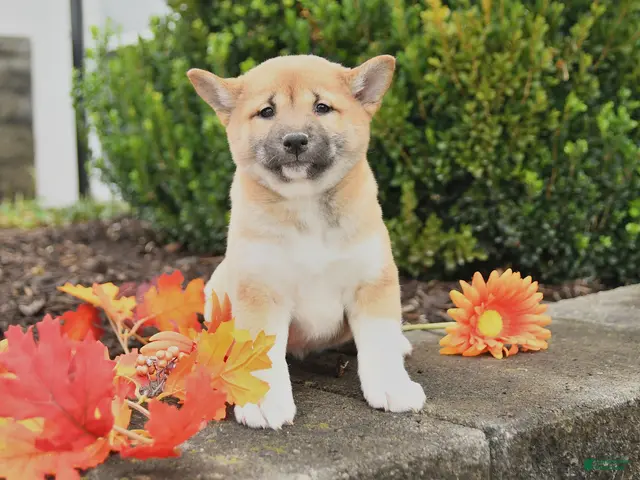 Shiba Inu dogs for sale: Candy - Ad 1
