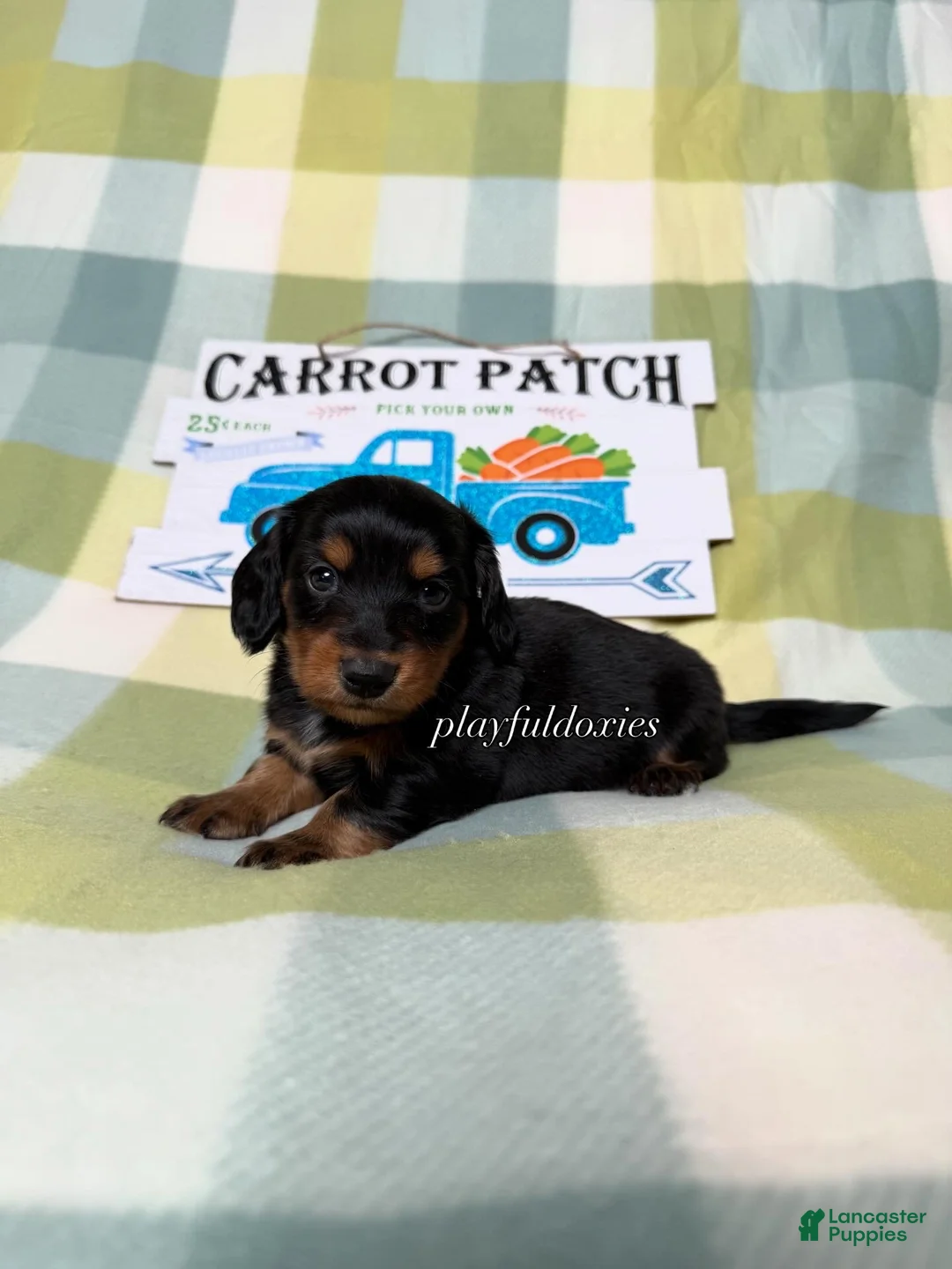 Dachshund dogs for sale: AKC Black and Tan Long Haired Male Dachshund ALL CLEAR - Ad 1