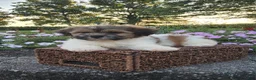 Teddy Bear dogs for sale: Casey - Ad 7