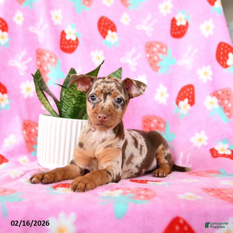 Miniature Pinscher dogs Crumbles - Ad 2