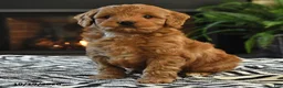 Mini Goldendoodle dogs for sale: Lucas - Ad 3