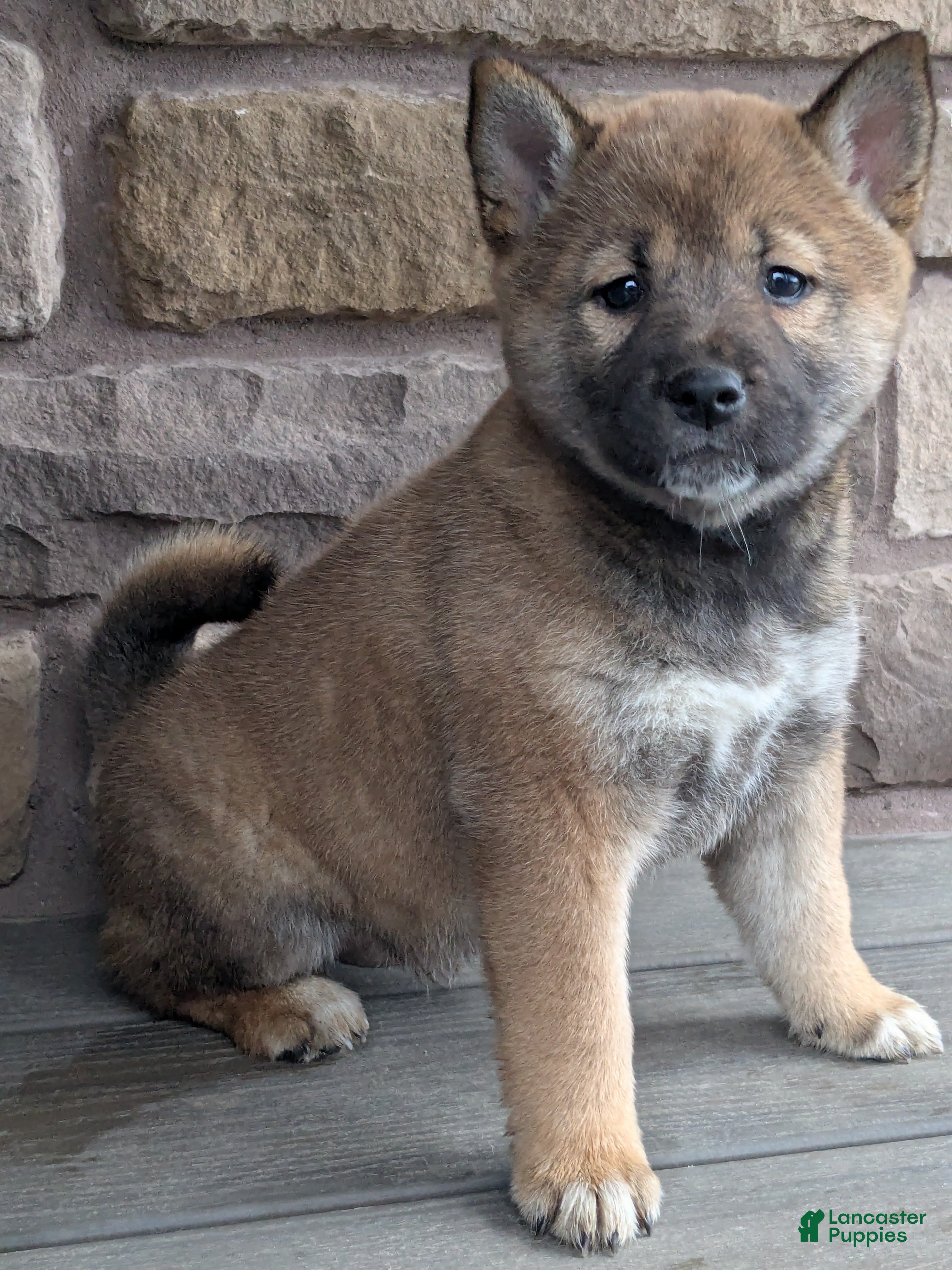 Shiba Inu dogs for sale: Shiba Inu Puppy 2 - Ad 2