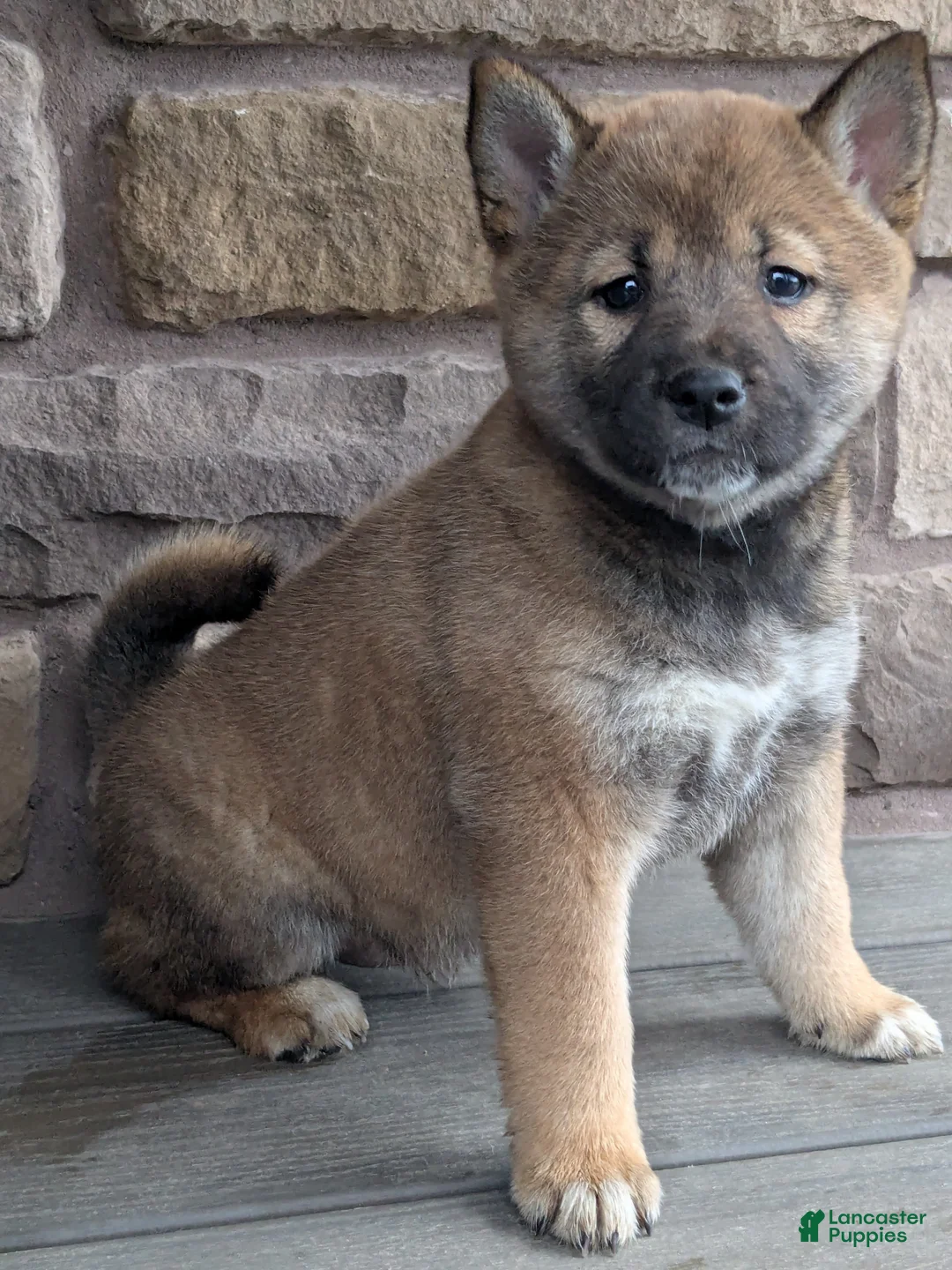 Shiba Inu dogs for sale: Shiba Inu Puppy 2 - Ad 1