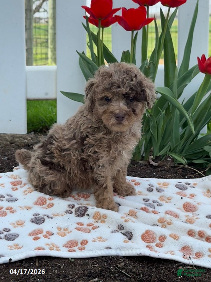 Miniature Poodle dogs Bella - Ad 1