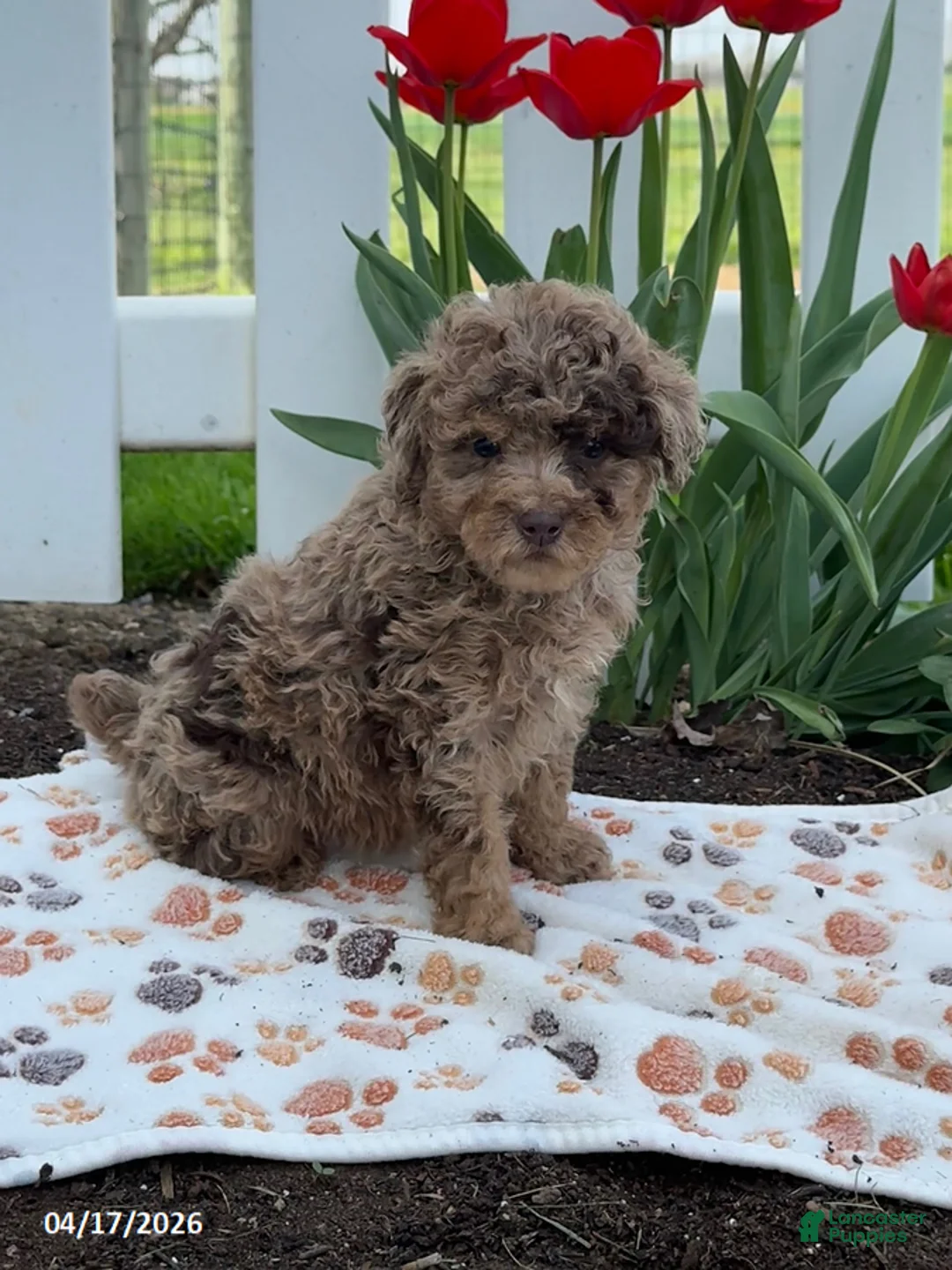 Miniature Poodle dogs for sale: Bella - Ad 1