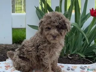 Miniature Poodle dogs for sale: Bella - Ad 4