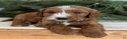 Irish Doodle dogs for sale: Asher - Ad 8