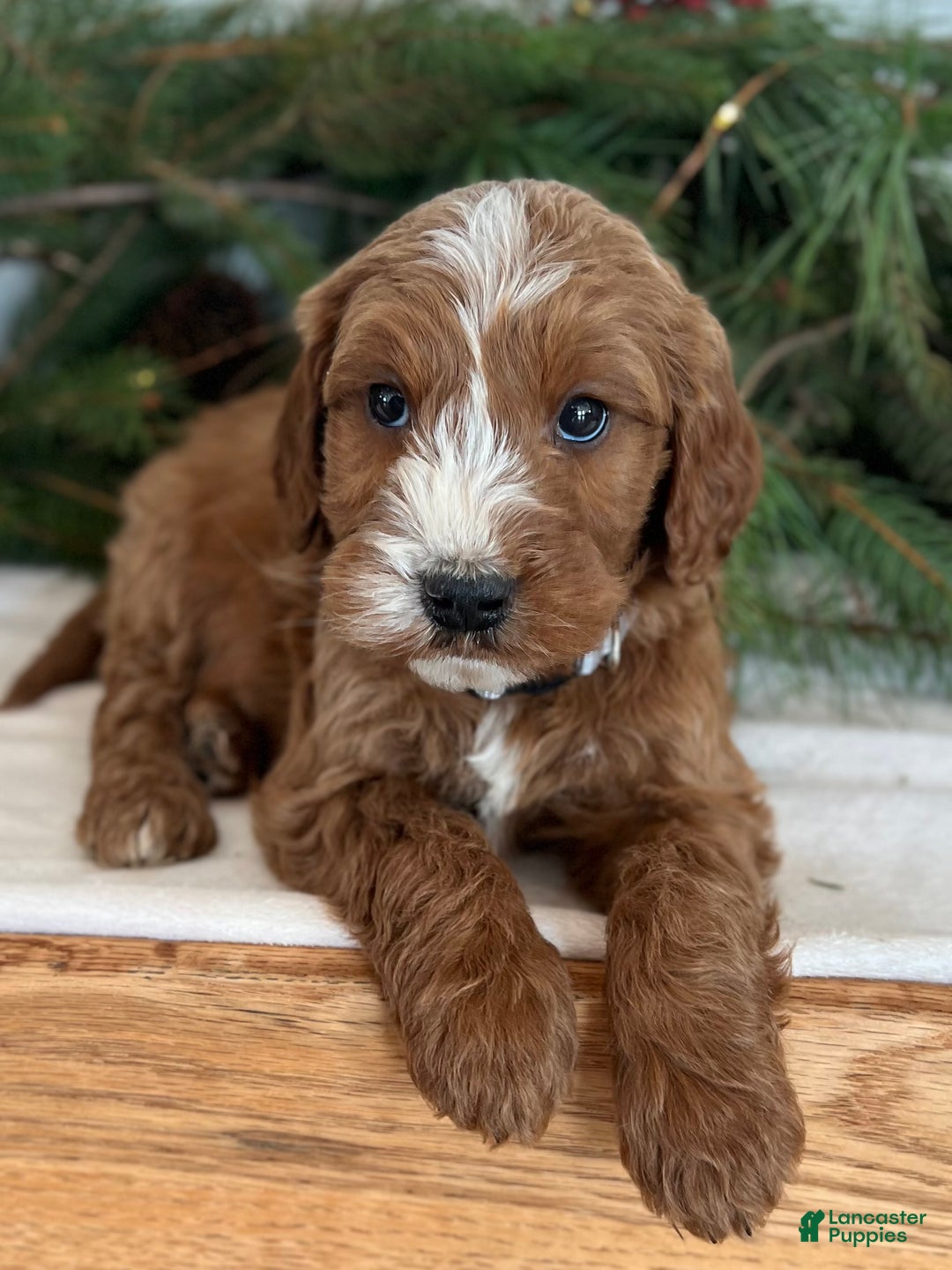 Irish Doodle dogs for sale: Asher - Ad 8