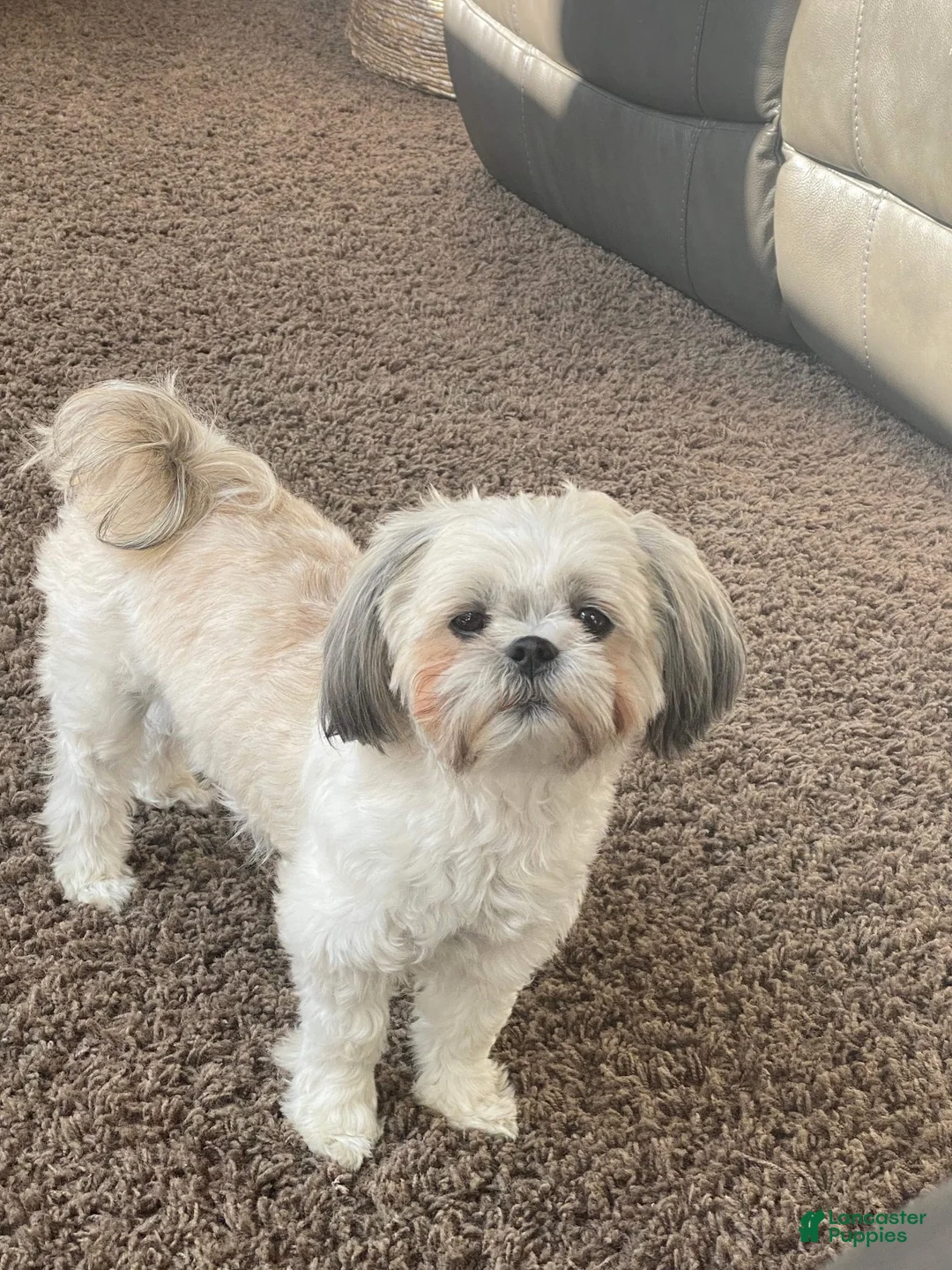 Teddy Bear dogs for sale: Root beer  - Ad 6