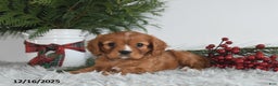 Cavalier King Charles Spaniel dogs for sale: Noelle - Ad 2