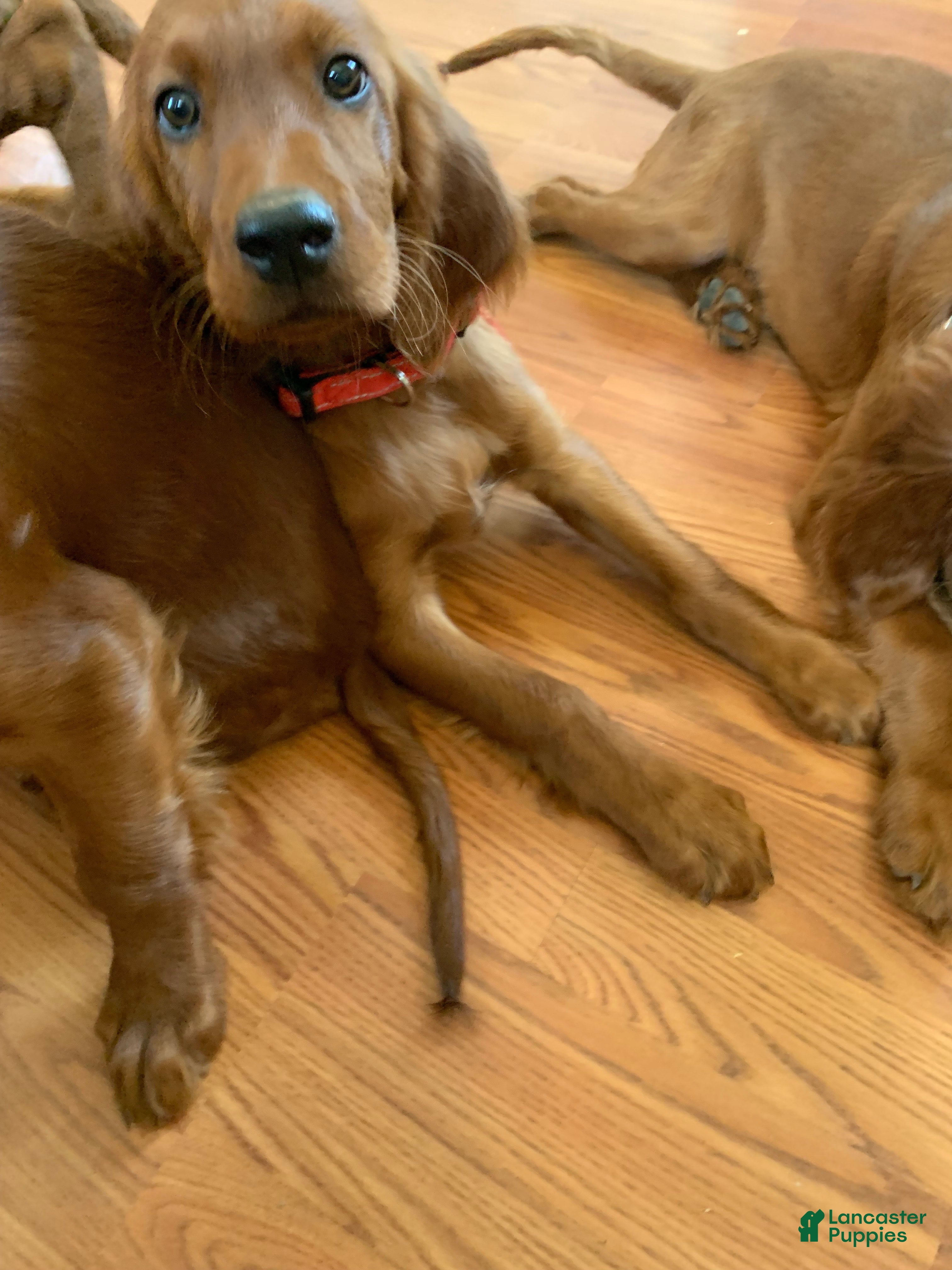 Irish Setter dogs for sale: Scarlett - Ad 2