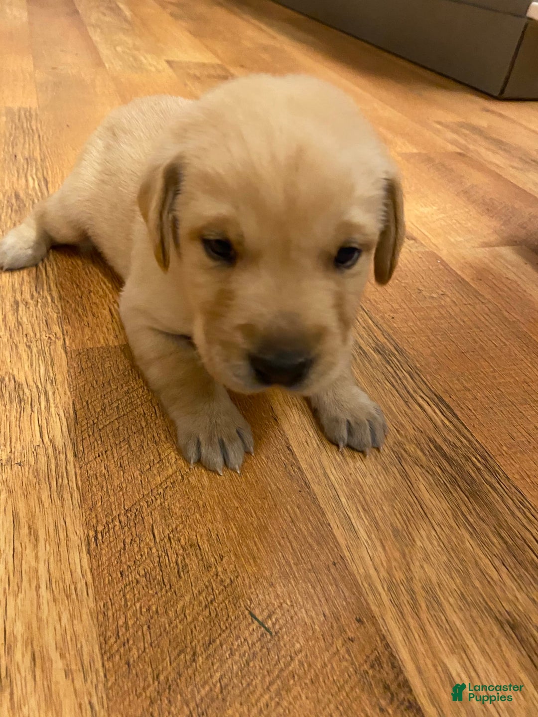 Gallery Image {{count}}