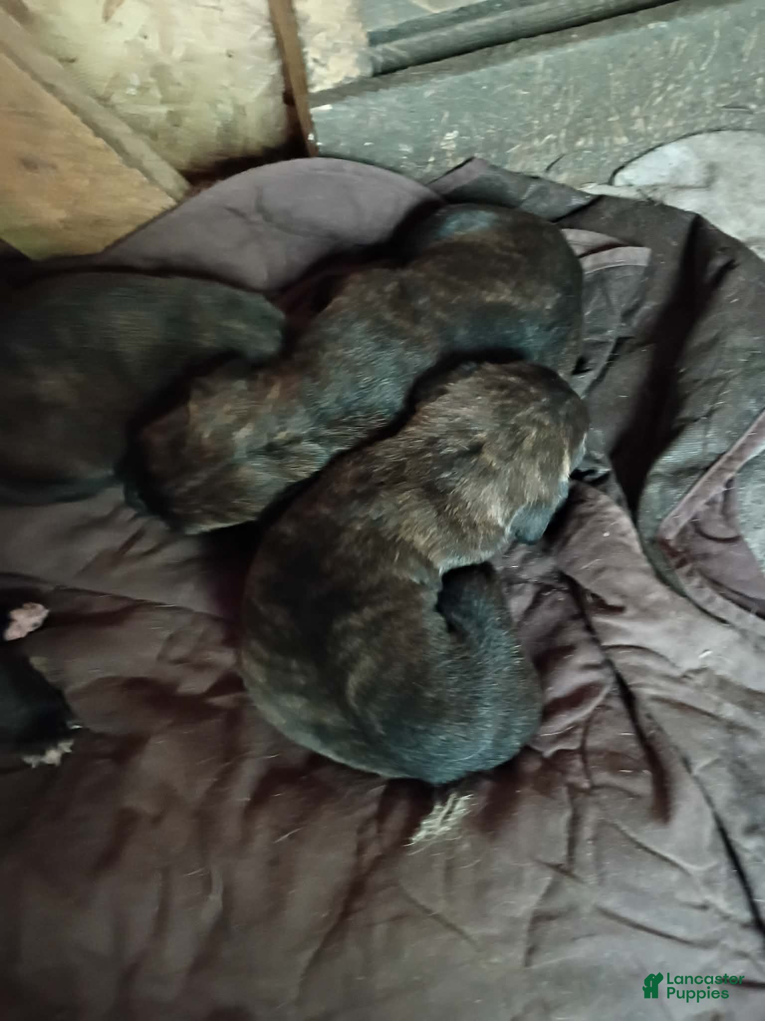 Cane Corso dogs Cane Corso 9 - Ad 13