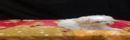 Maltipoo dogs for sale: Saint - Ad 4