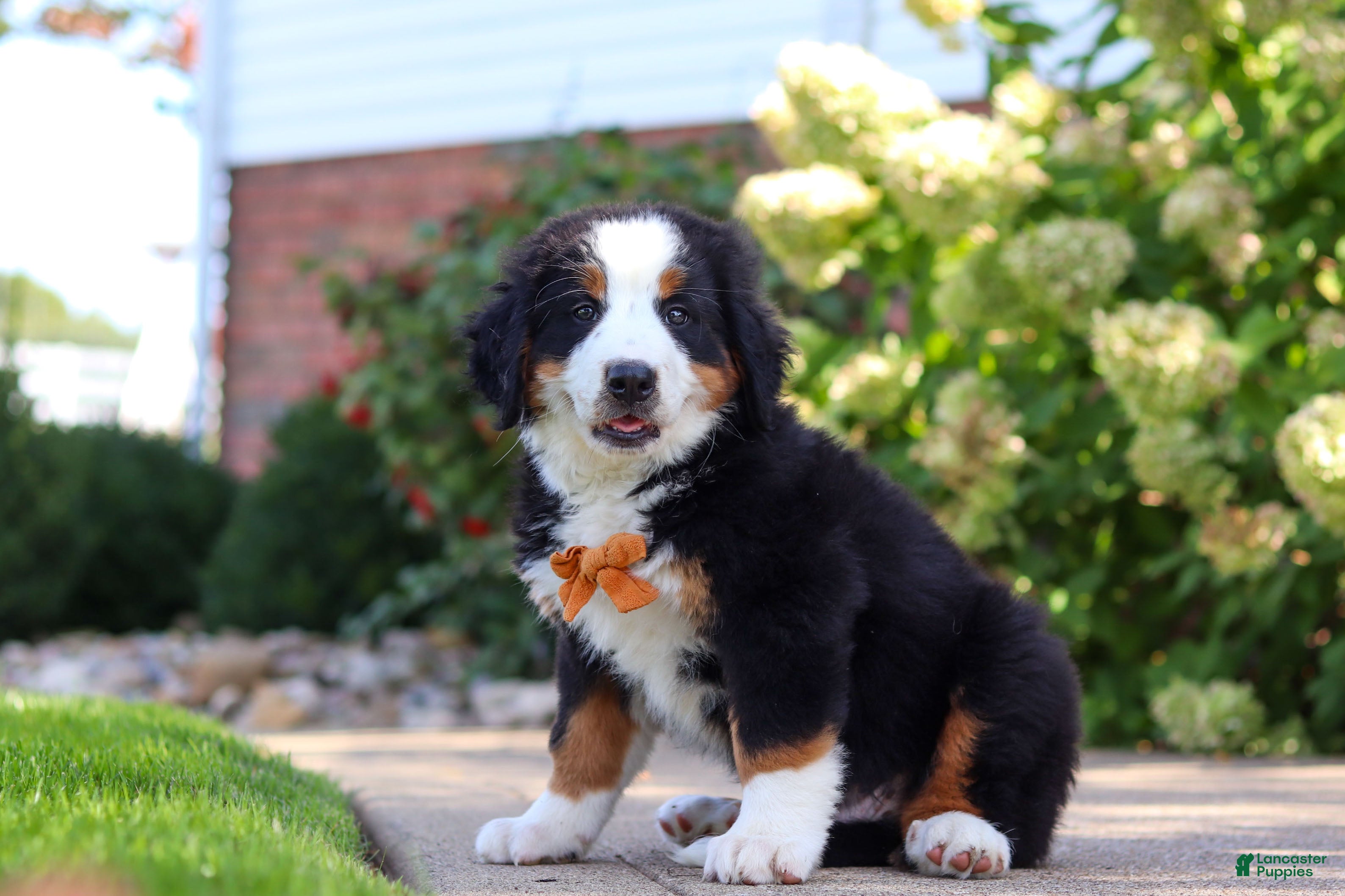 Bernese Mountain Dog dogs Milo - Ad 1