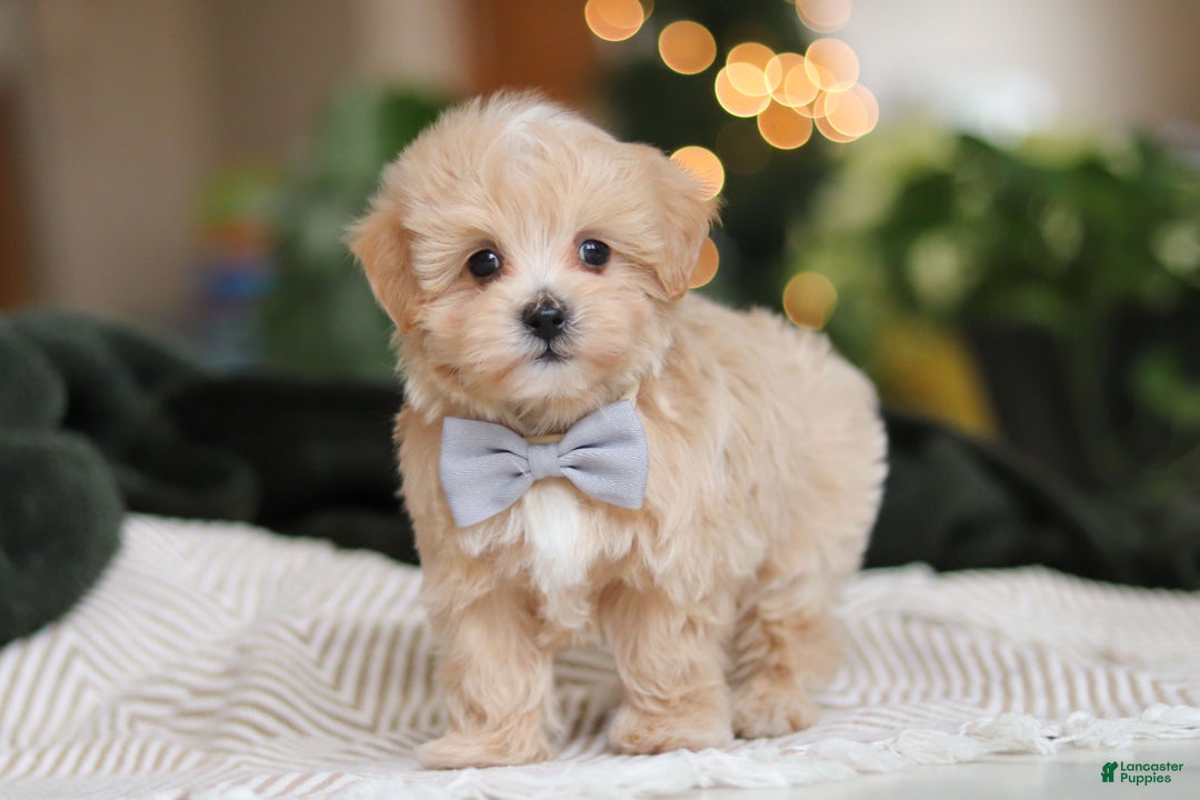 Maltipoo dogs for sale: Nevin - Ad 4