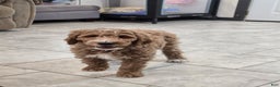Goldendoodle dogs for sale: Daisy - Ad 5