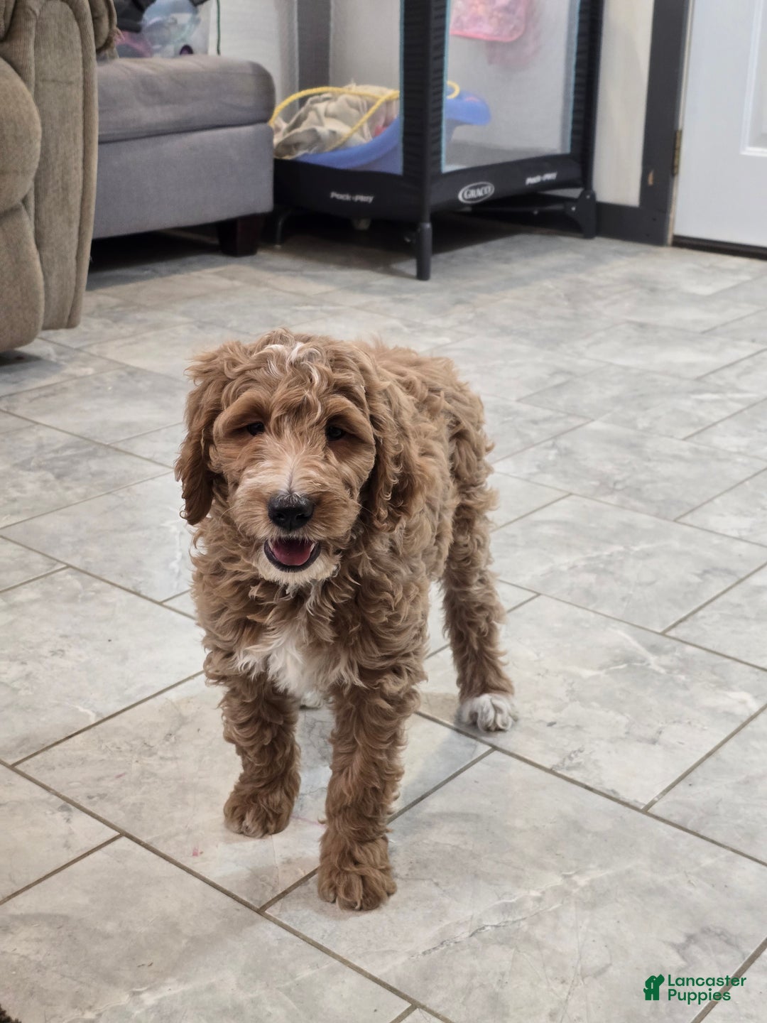 Goldendoodle dogs for sale: Daisy - Ad 5