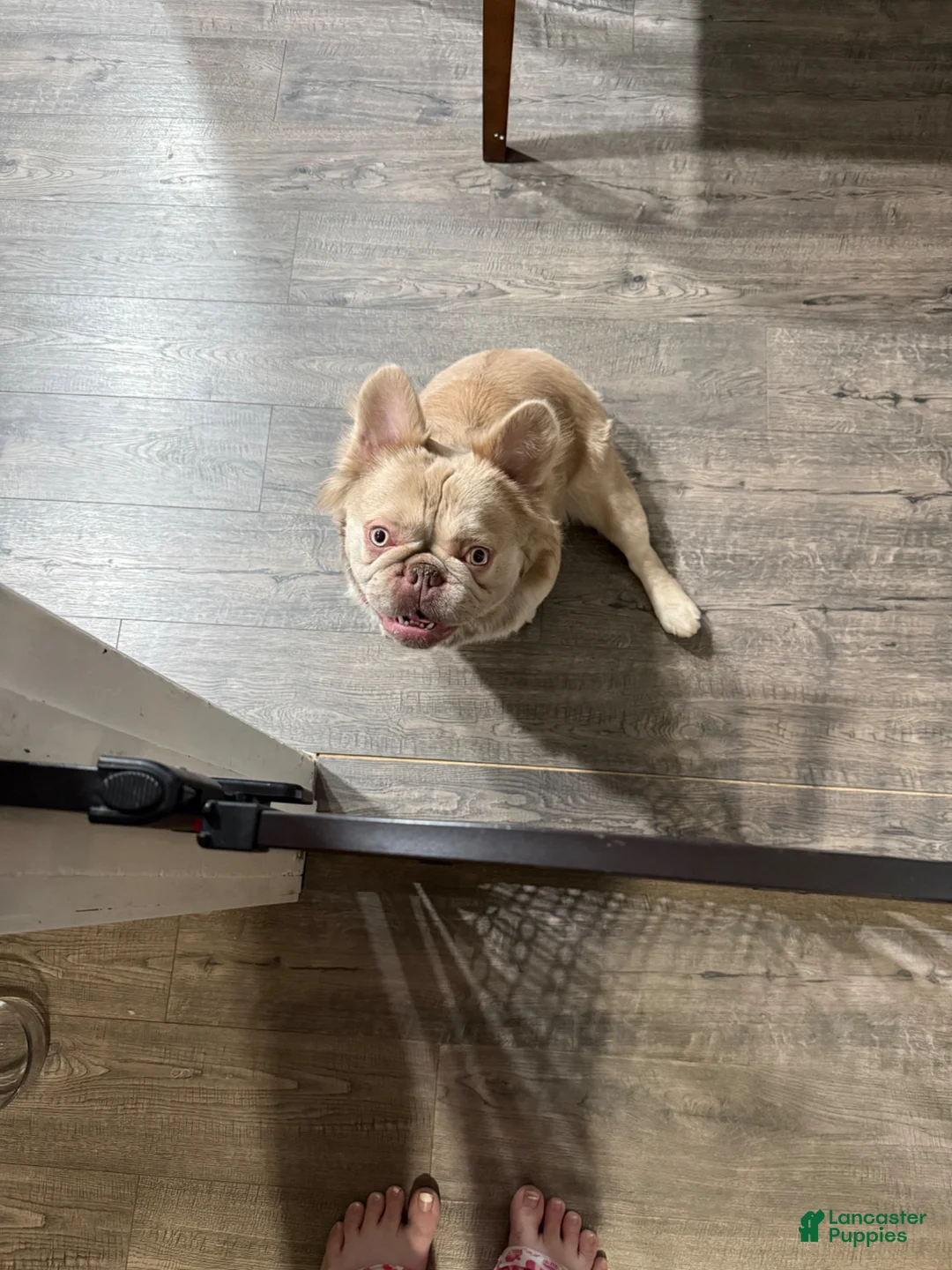 French Bulldog dogs for sale: French Bulldog Puppy 1 - Ad 2