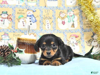 Miniature Dachshund dogs Miss Priss EXTRA SMALL - Ad 24