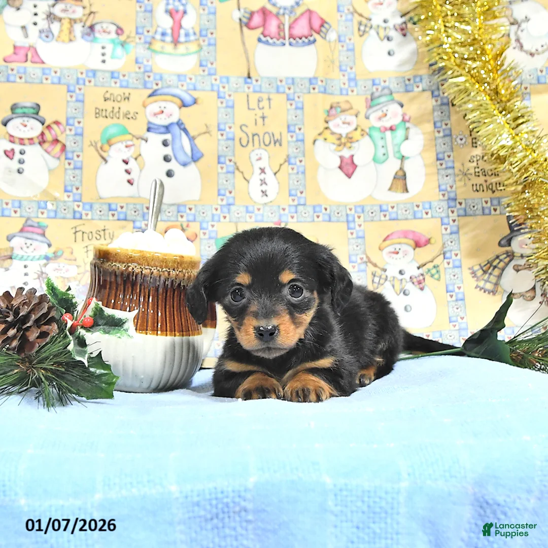 Miniature Dachshund dogs for sale: Miss Priss EXTRA SMALL - Ad 6