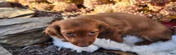 Miniature Dachshund dogs for sale: Rusty  - Ad 13