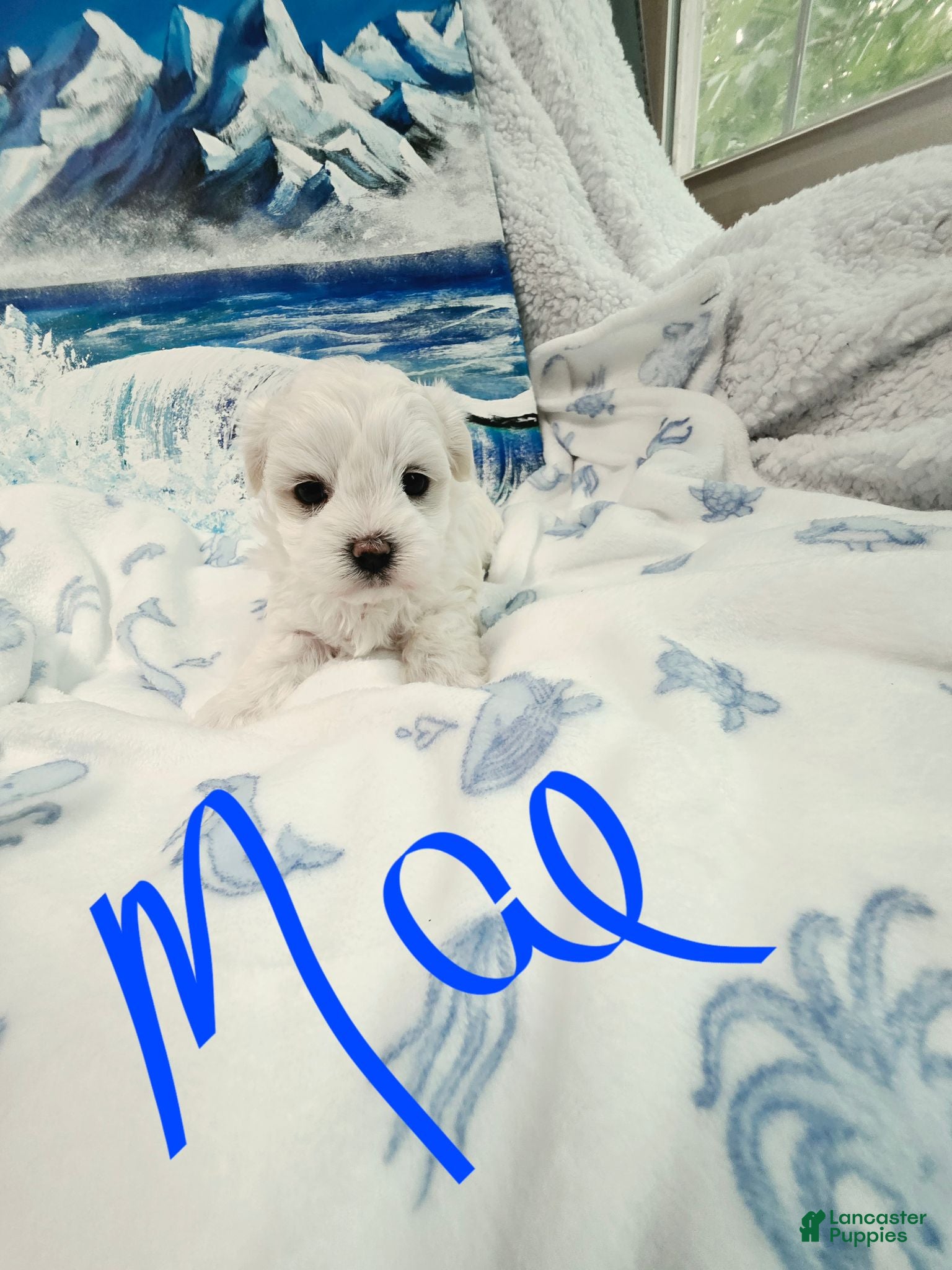 Maltese dogs Mae - Ad 1