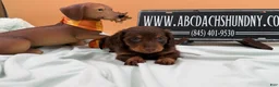 Miniature Dachshund dogs for sale: Miniature Dachshund 2 - Ad 5