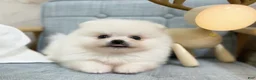 Pomeranian dogs for sale: Larry - Ad 4
