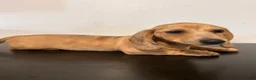 Miniature Dachshund dogs for sale: Ansh  - Ad 5