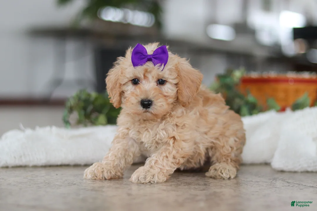 Schnoodle dogs for sale: Ollie - Ad 7