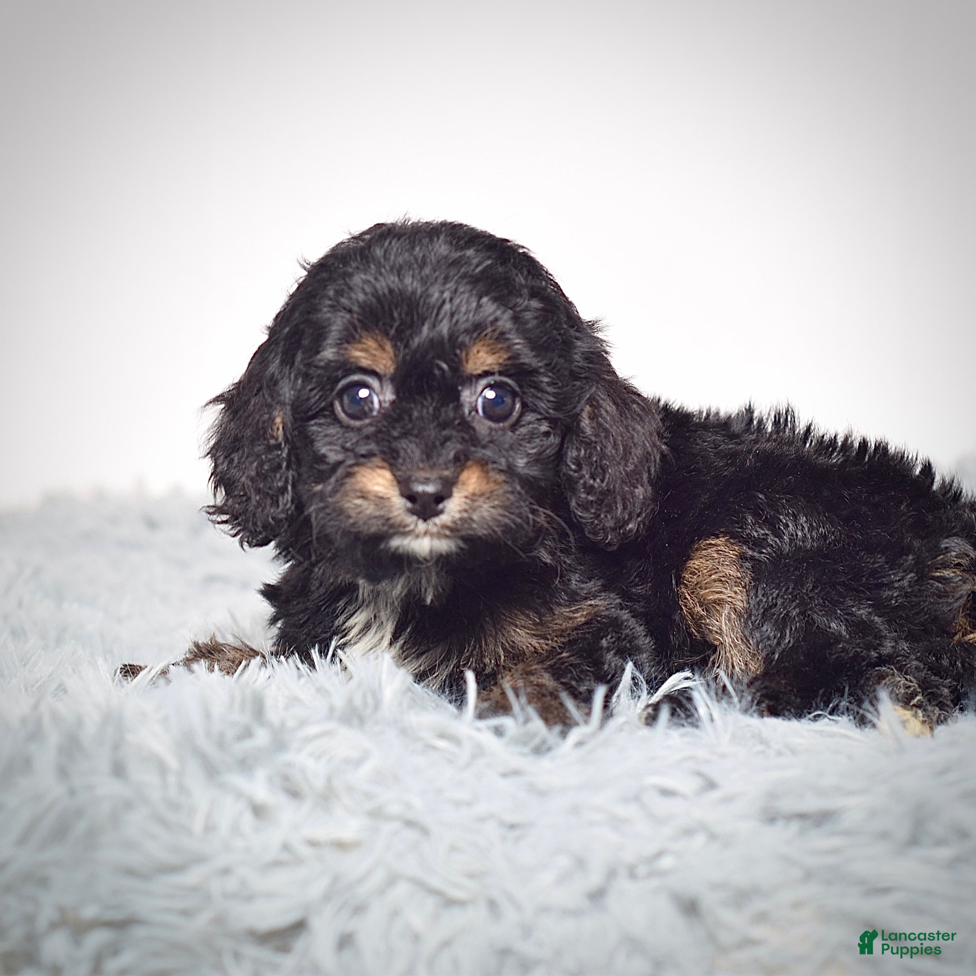 Cavapoo dogs Ms. Buttons  - Ad 2